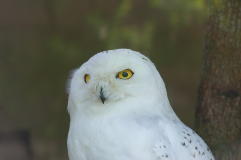 白いフクロウは縁起が良い