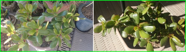 実際のカネノナルキ 植物