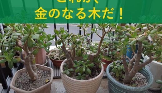金のなる木で金運アップ！風水配置術や金のなる木の育て方のポイントをアドバイス！