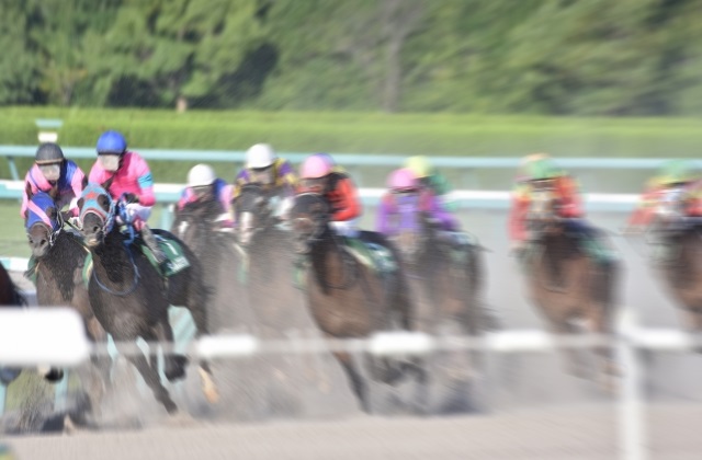 競走馬（競馬）